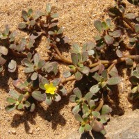 Portulaca oleracea L.